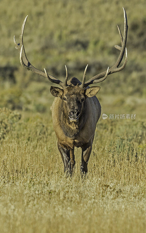 雄性落基山麋鹿(Cervus canadensis nelsoni)是在落基山和黄石国家公园发现的麋鹿的一个亚种。在有鹿角的秋天和发情期。